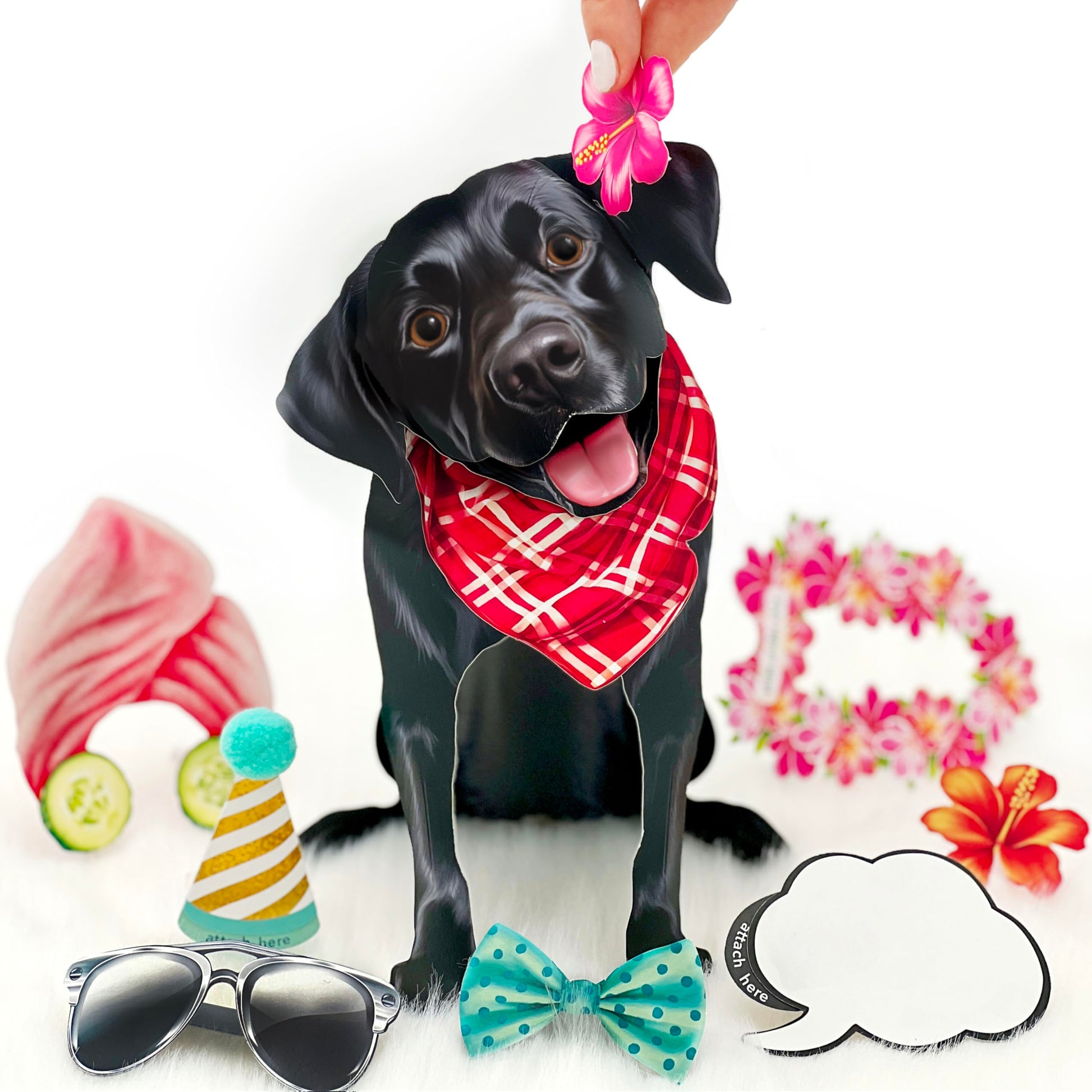 Freshcut Paper Pop Up Pet Cards, Gifts for Dog Lovers, Birthday Cards with Accessory Sheet, Note Card & Envelope, 3D Popup Greeting Card, Black Lab